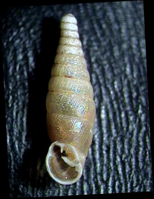 Cochlodina (Cochlodinastra) comensis lucensis